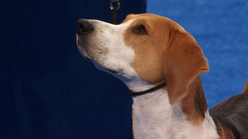 运动会策划与执行